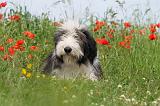BEARDED COLLIE 006